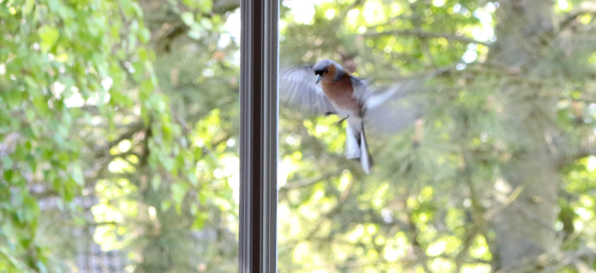 Vogelschutzfolien